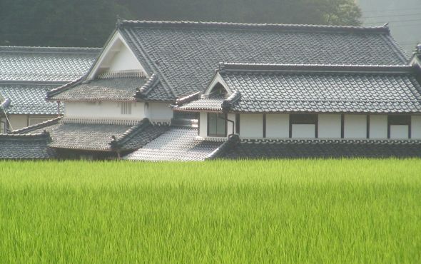 Paddy field