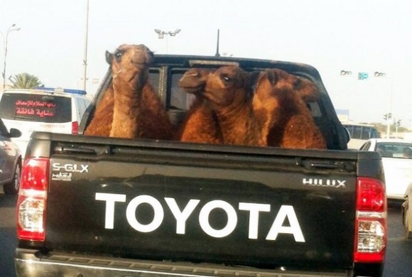 Toyota Hilux and camels