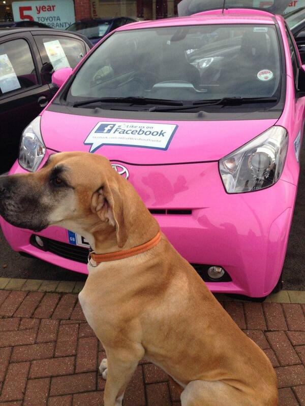 Great Dane and Toyota iQ