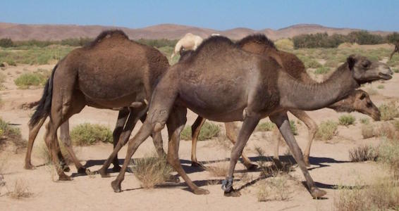 054 camels