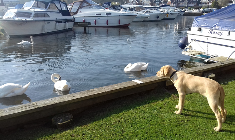 Banjo the Guide Dog puppy stares at some swans on a river.