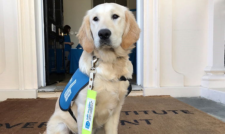 Genchi the guide dog puppy sits waiting outside a front door