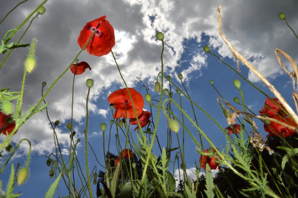 Toyota staff capture biodiversity at ECO HQ - Toyota UK Magazine