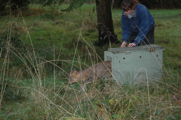 Tiggywinkles deer rescue (11)