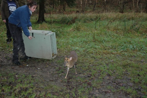 Tiggywinkles deer rescue (8)