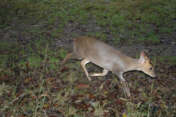 Tiggywinkles deer rescue (9)