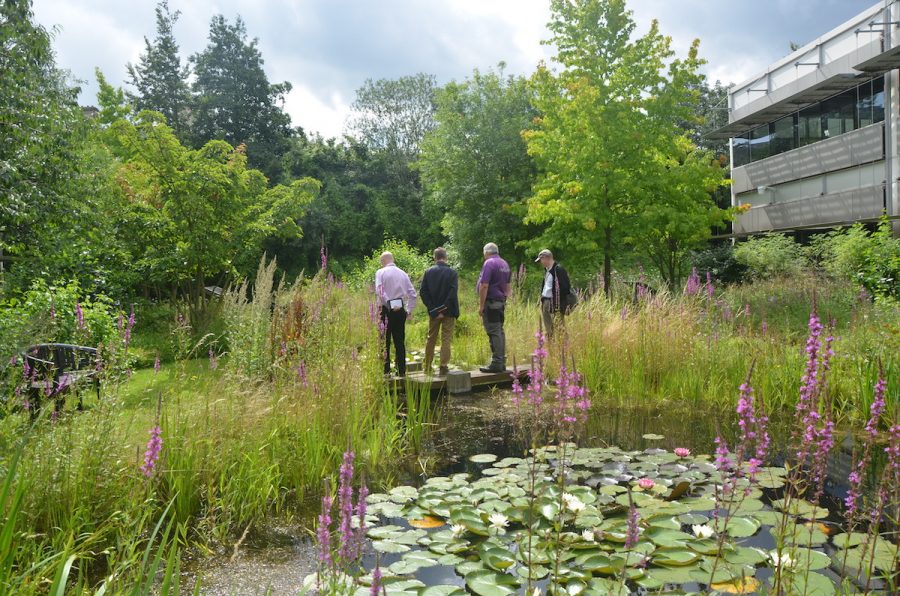 Toyota staff create allotment to serve up fresh produce