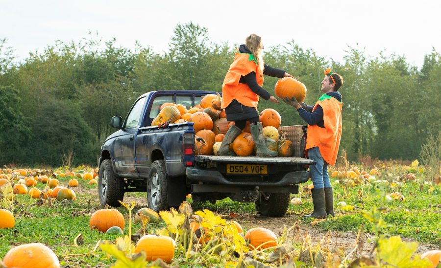 Pumpkin patch picking in a Hilux