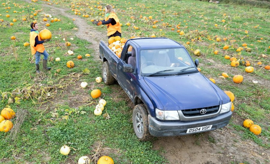 Pumpkin patch picking in a Hilux