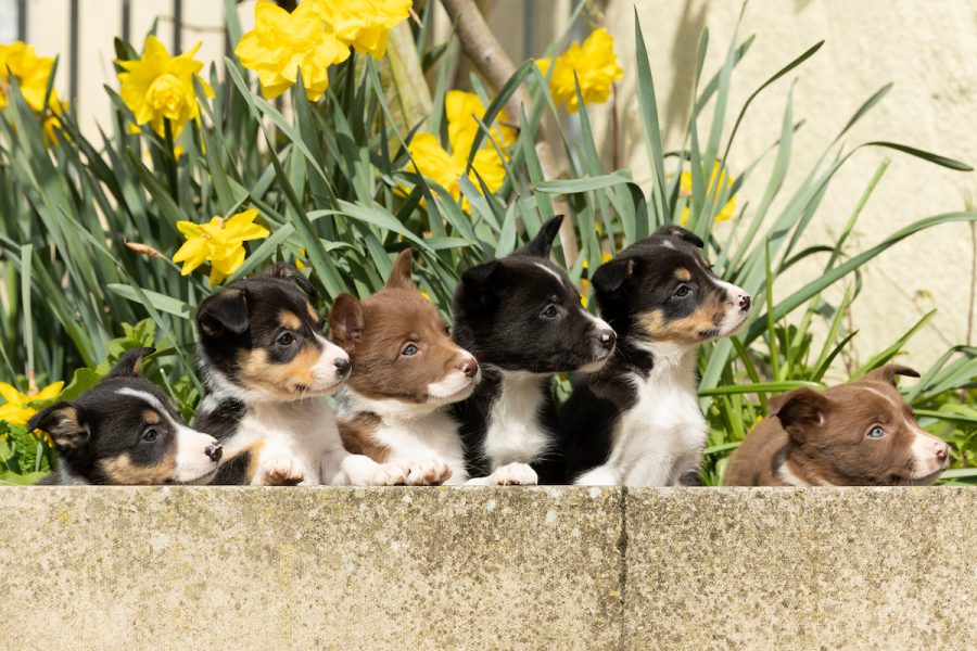 Sheepdog Trainer