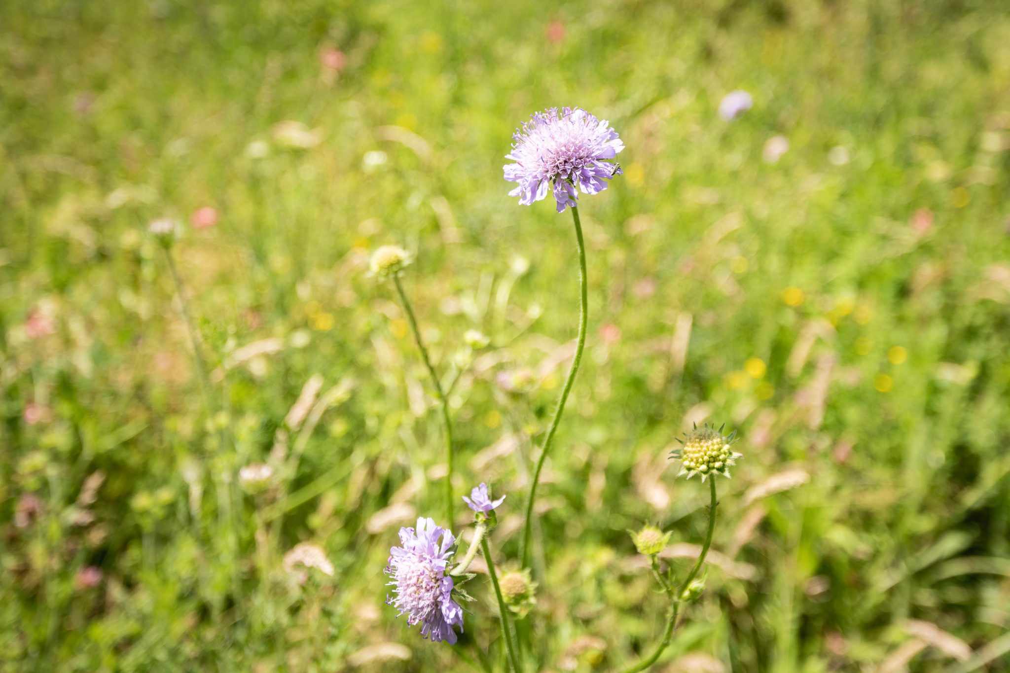 Gifting wildflower seeds to customers who have purchased a new or used ...