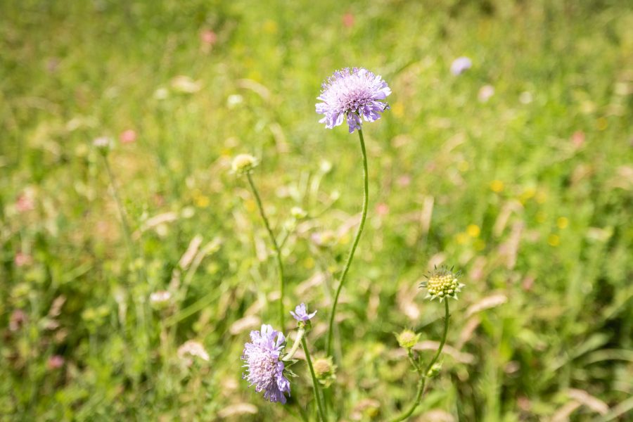 Wildflowers growing